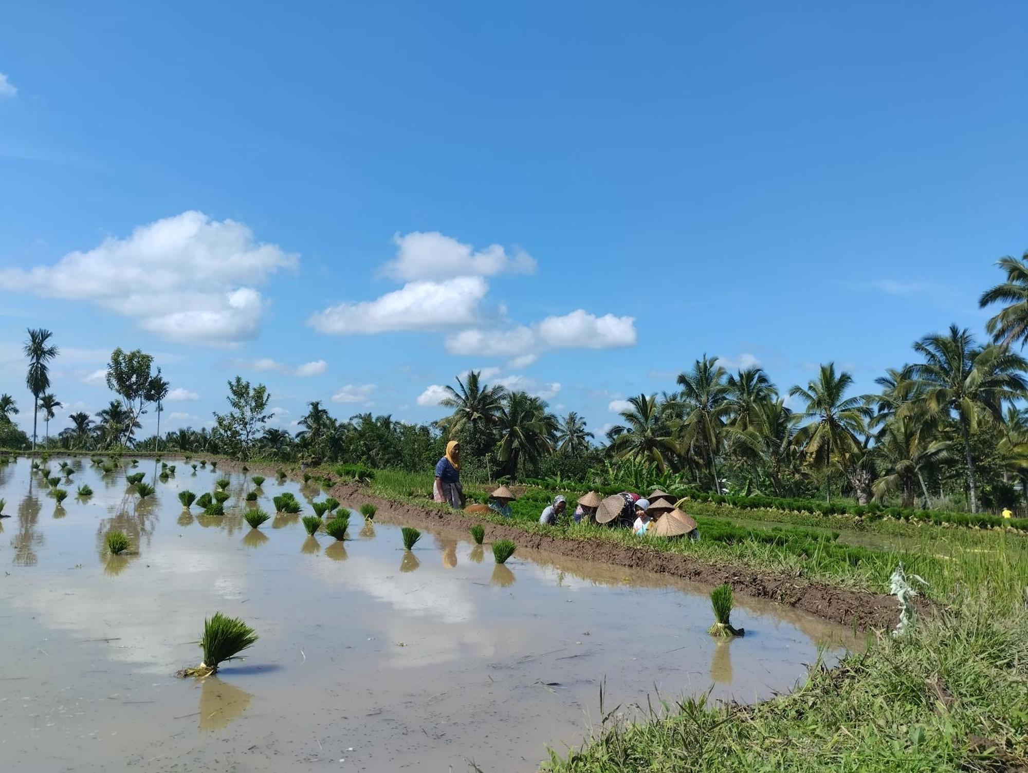 Rice Field Inn - Lombok Tetebatu Exterior foto