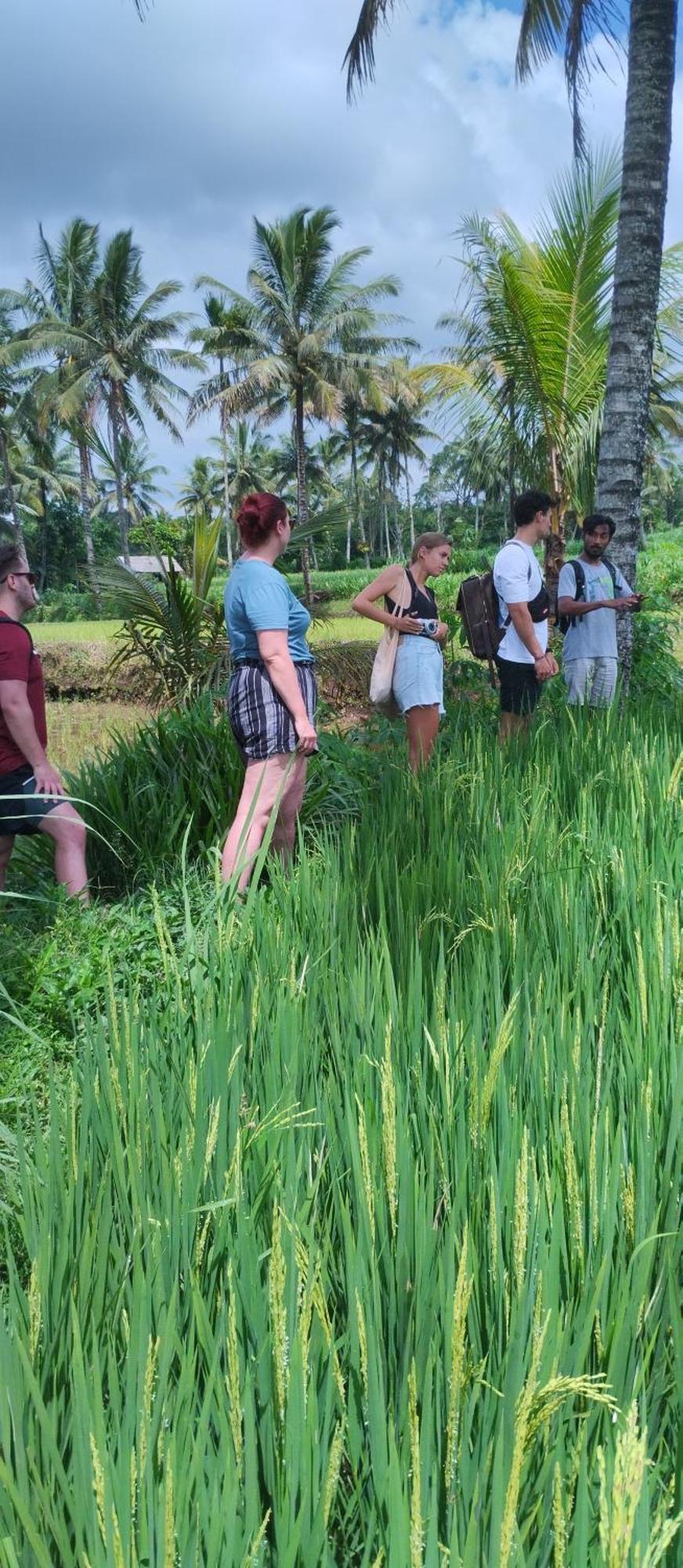 Rice Field Inn - Lombok Tetebatu Exterior foto